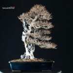 Acer Buergerianum - Kaede - immagine 2