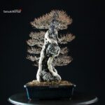 Acer Buergerianum - Kaede - immagine 5