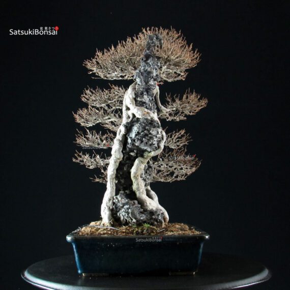 Acer Buergerianum - Kaede - immagine 5