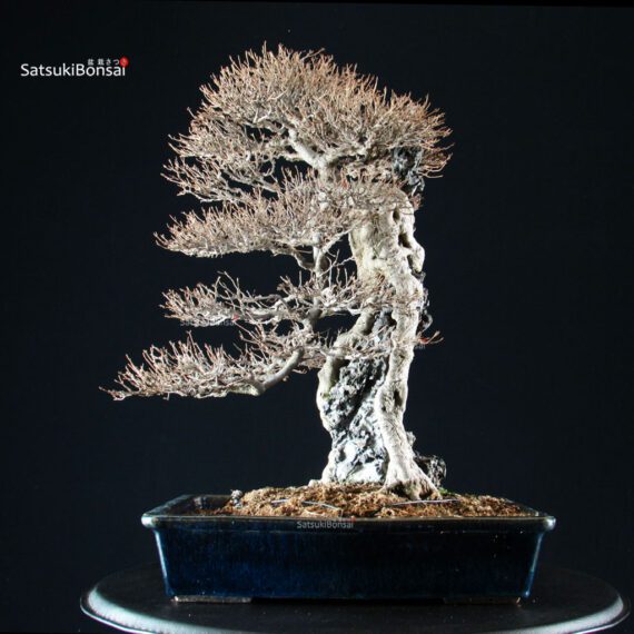 Acer Buergerianum - Kaede - immagine 4
