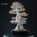 Acer Buergerianum - Kaede - immagine 3