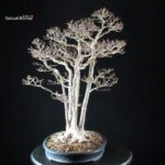 Acer Buergerianum - Kaede - immagine 2