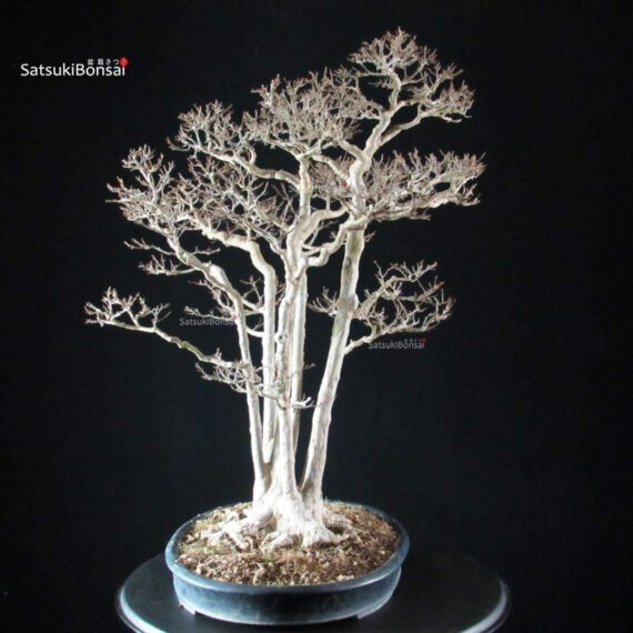 Acer Buergerianum - Kaede - immagine 2