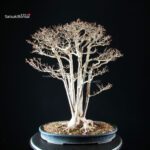 Acer Buergerianum - Kaede - immagine 4