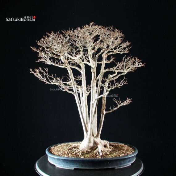 Acer Buergerianum - Kaede - immagine 4