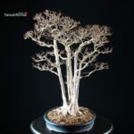 Acer Buergerianum - Kaede - immagine 3