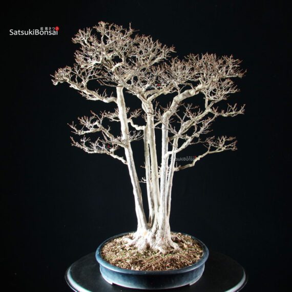 Acer Buergerianum - Kaede - immagine 3