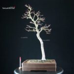 Acero Palmato Yamamomiji - immagine 5