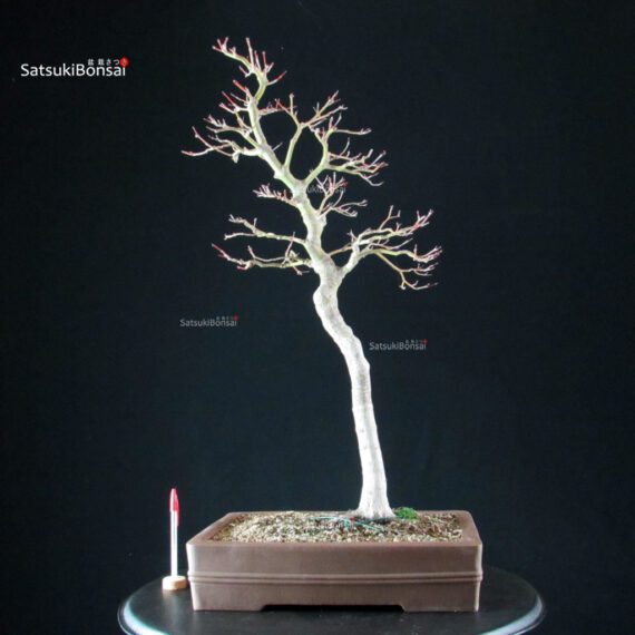 Acero Palmato Yamamomiji - immagine 5