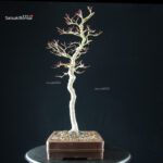 Acero Palmato Yamamomiji - immagine 6