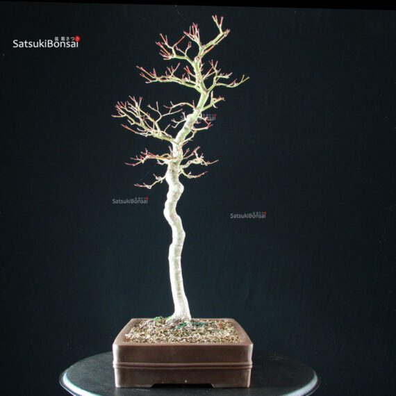 Acero Palmato Yamamomiji - immagine 6