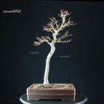 Acero Palmato Yamamomiji - immagine 8