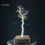 Acero Palmato Yamamomiji - immagine 7