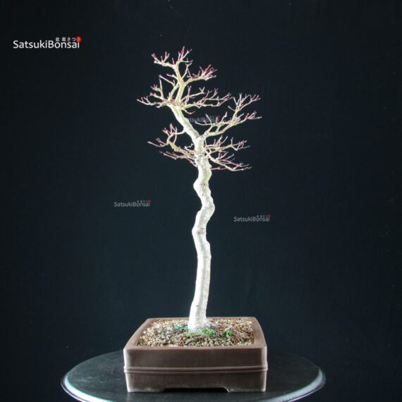 Acero Palmato Yamamomiji - immagine 7