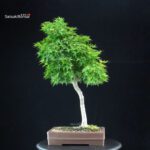 Acero Palmato Yamamomiji