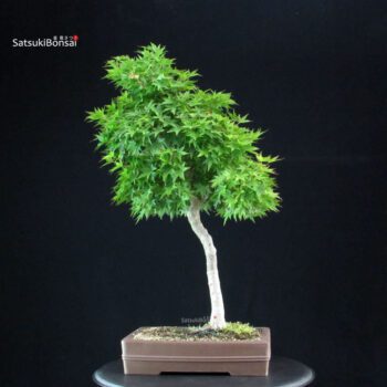 Acero Palmato Yamamomiji