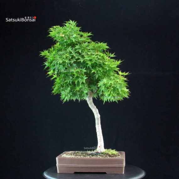 255717_5-Acer-palmatum-acero-palmato Acero Palmato Yamamomiji - immagine 1