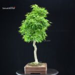 Acero Palmato Yamamomiji - immagine 2