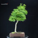 Acero Palmato Yamamomiji - immagine 3