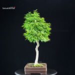 Acero Palmato Yamamomiji - immagine 4