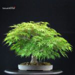 Acero Palmato Arakawa - immagine 12