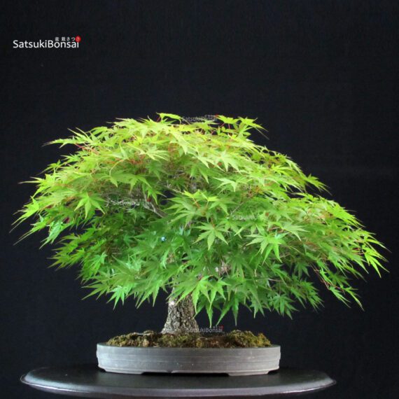 Acero Palmato Arakawa - immagine 12