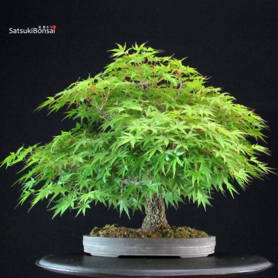 Acero Palmato Arakawa - immagine 11