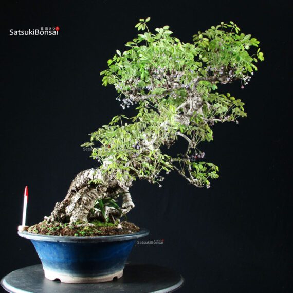 Akebia Quinata - immagine 1