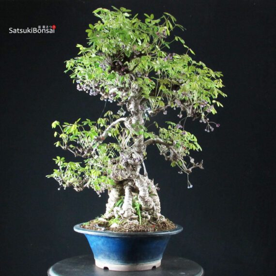 Akebia Quinata - immagine 3