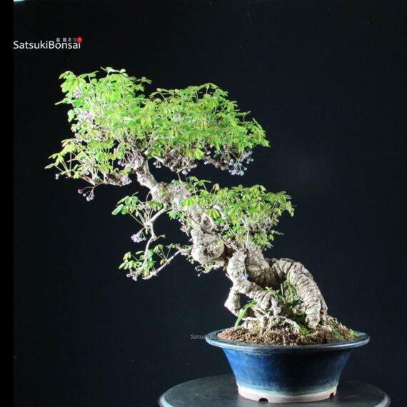 Akebia Quinata - immagine 4