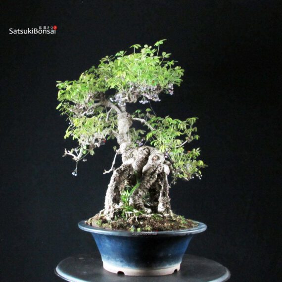 Akebia Quinata - immagine 5