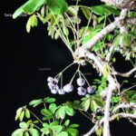 Akebia Quinata - immagine 2