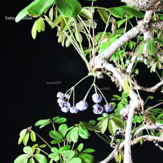 Akebia Quinata - immagine 2