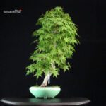 Acero Palmato Yamamomiji - immagine 2