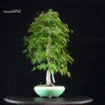 Acero Palmato Yamamomiji - immagine 3