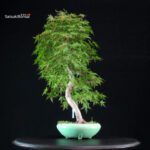 Acero Palmato Yamamomiji - immagine 4