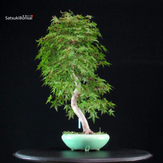 Acero Palmato Yamamomiji - immagine 4