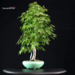 Acero Palmato Yamamomiji - immagine 5