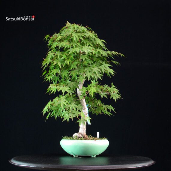 Acero Palmato Yamamomiji - immagine 2