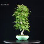 Acero Palmato Yamamomiji - immagine 3