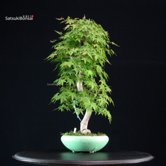 Acero Palmato Yamamomiji - immagine 3