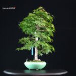 Acero Palmato Yamamomiji - immagine 4