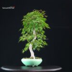 Acero Palmato Yamamomiji - immagine 5