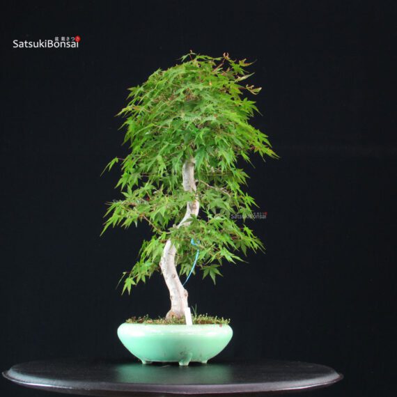 Acero Palmato Yamamomiji - immagine 5