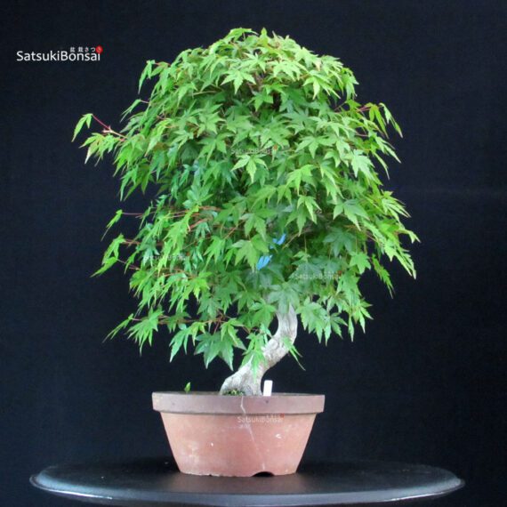 Acero Palmato Yamamomiji - immagine 5