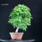 Acero Palmato Yamamomiji - immagine 6