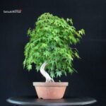 Acero Palmato Yamamomiji - immagine 7