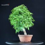 Acero Palmato Yamamomiji - immagine 8