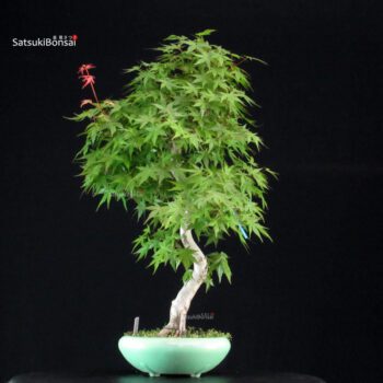 Acero Palmato Yamamomiji