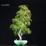 Acero Palmato Yamamomiji - immagine 2